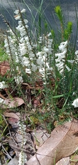 Epacris impressa