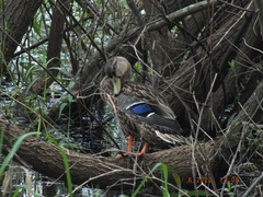 Anas platyrhynchos × fulvigula
