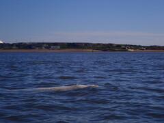 Delphinapterus leucas