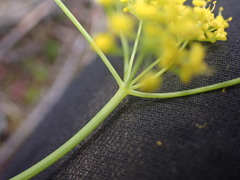 Lomatium