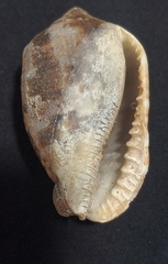 Cypraecassis coarctata