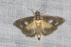 Eclipsiodes homora