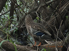 Anas platyrhynchos × fulvigula
