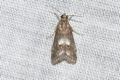 Eclipsiodes homora