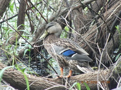 Anas platyrhynchos × fulvigula