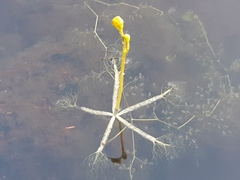 Utricularia radiata