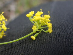 Lomatium