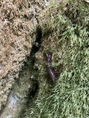 Dicamptodon tenebrosus