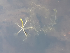 Utricularia radiata