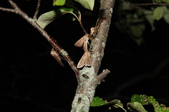 Mythimna unipuncta