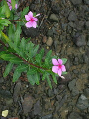 Catharanthus roseus