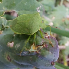 Nezara viridula