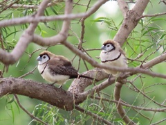 Stizoptera bichenovii