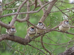 Stizoptera bichenovii