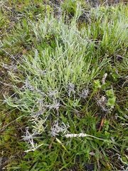 Calocephalus lacteus