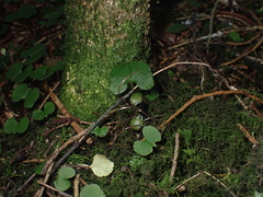 Corybas