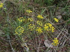 Lomatium
