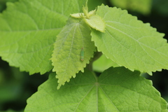 Cicadellinae