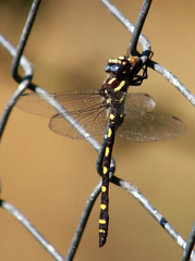 Cordulegaster dorsalis