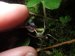 Corybas