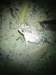 Duttaphrynus melanostictus