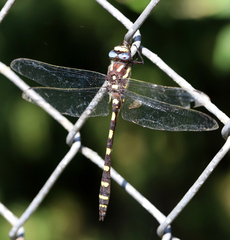 Cordulegaster dorsalis