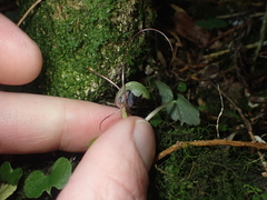 Corybas