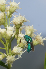 Chrysididae
