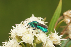 Chrysididae