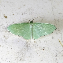 Geometridae