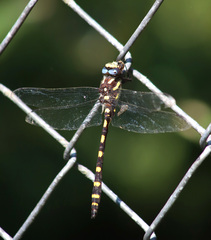 Cordulegaster dorsalis