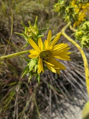 Silphium laciniatum