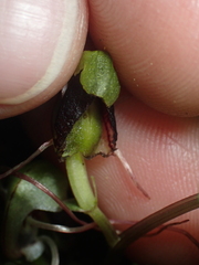 Corybas