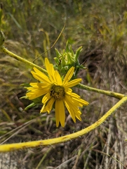Silphium laciniatum