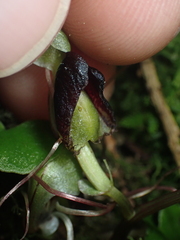 Corybas