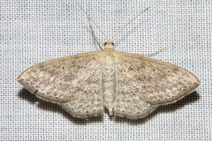 Scopula oppilata