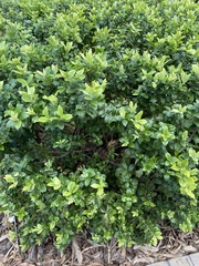 Buxus sempervirens