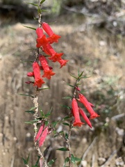 Epacris impressa