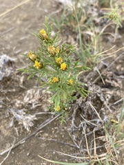 Dyssodia papposa