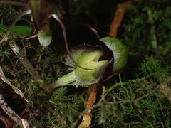 Corybas