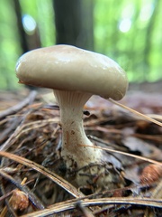 Ampulloclitocybe