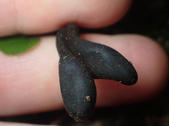 Trichoglossum