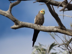 Nymphicus hollandicus