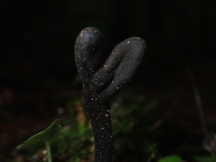 Trichoglossum