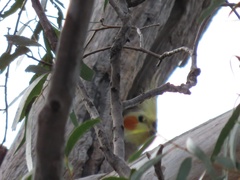 Nymphicus hollandicus