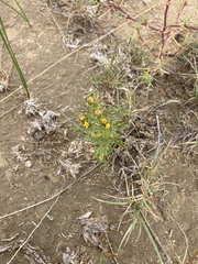 Dyssodia papposa