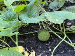 Cucumis melo