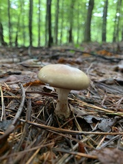 Ampulloclitocybe