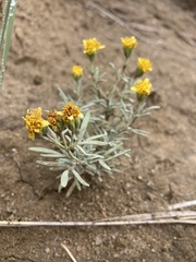 Picradeniopsis oppositifolia