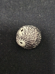 Nerita funiculata